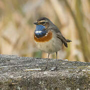 Bluethroat