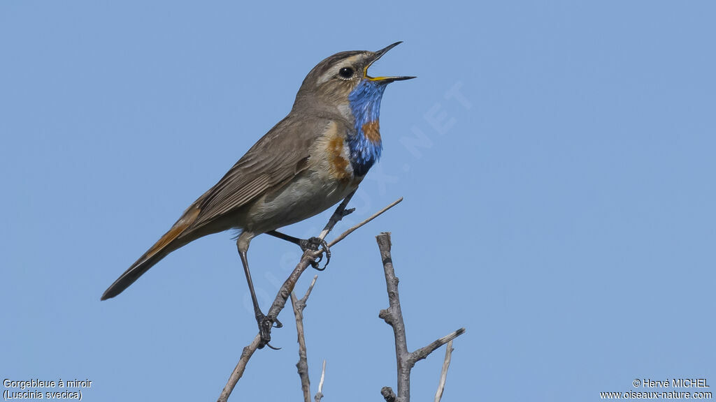 Bluethroat male adult breeding