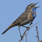 Bluethroat