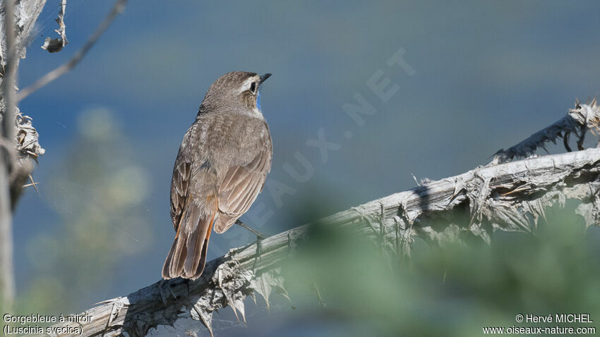 Bluethroat male adult breeding