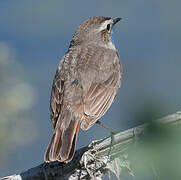 Bluethroat