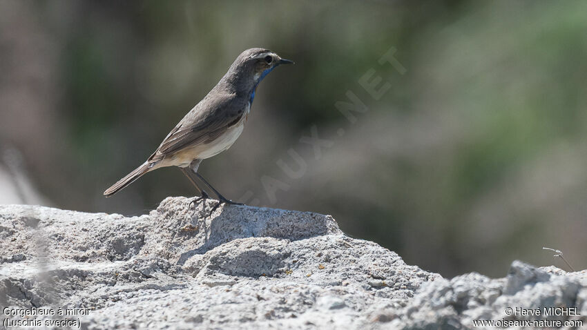 Bluethroat male adult breeding