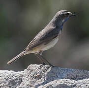 Bluethroat