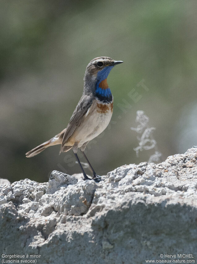 Bluethroat male adult breeding