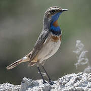 Bluethroat