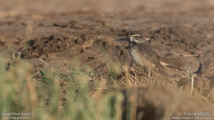 Bluethroat female