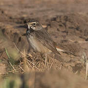 Bluethroat