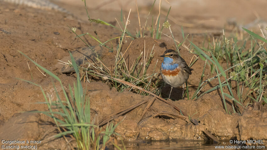 Gorgebleue à miroir mâle