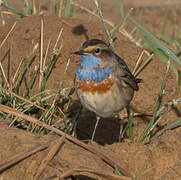 Bluethroat