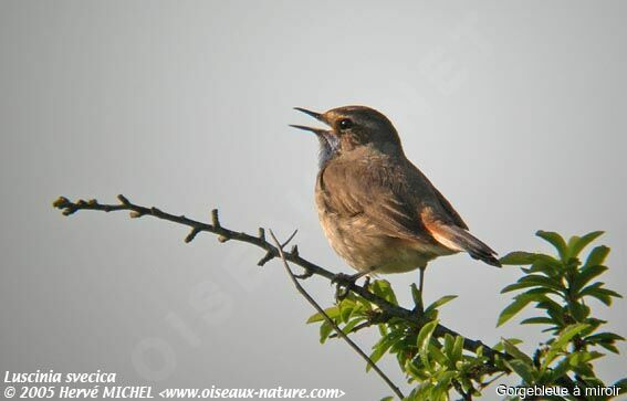 Bluethroat