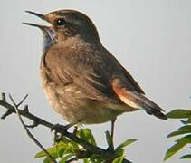 Bluethroat