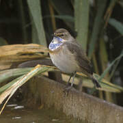 Bluethroat