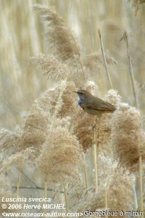 Bluethroat male adult breeding