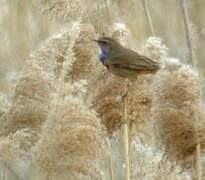 Bluethroat