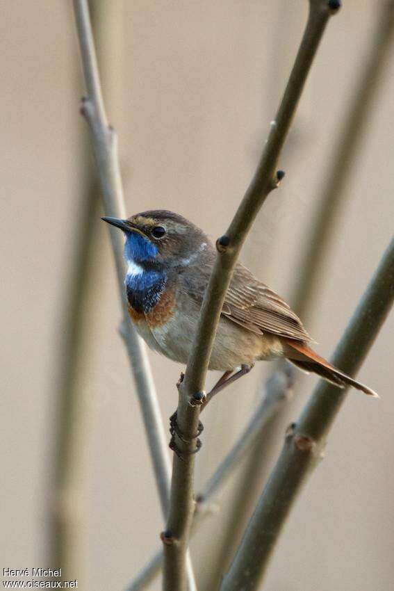 Bluethroat male adult breeding