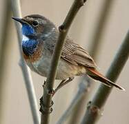 Bluethroat