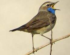 Bluethroat