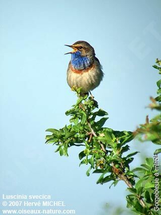 Gorgebleue à miroir mâle adulte nuptial