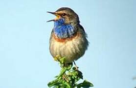 Bluethroat