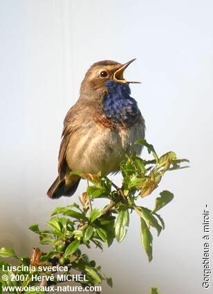 Bluethroat male adult breeding