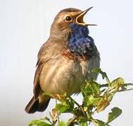 Bluethroat