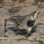 Bluethroat