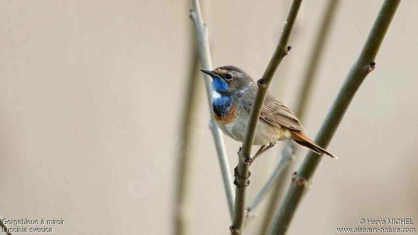 Bluethroat male adult breeding