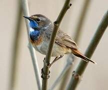 Bluethroat