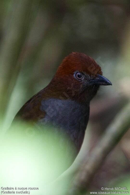 Chestnut-naped Antpittaadult, close-up portrait