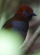 Chestnut-naped Antpitta