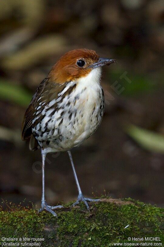 Chestnut-crowned Antpitta