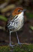 Chestnut-crowned Antpitta