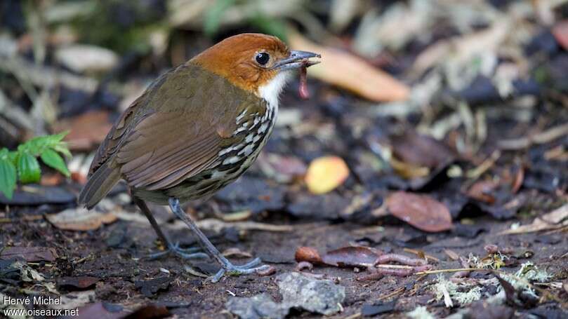 Chestnut-crowned Antpittaadult, identification, feeding habits