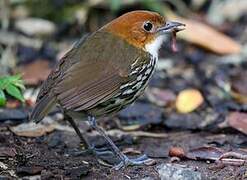 Chestnut-crowned Antpitta