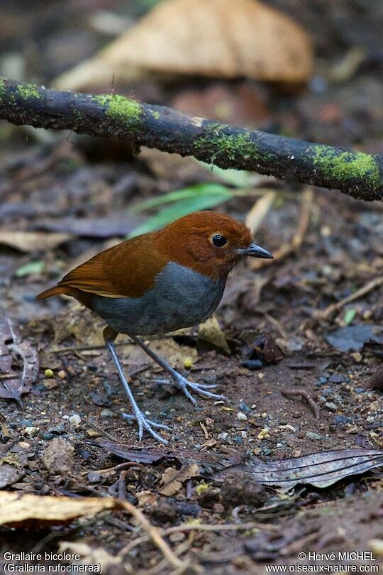 Bicolored Antpitta