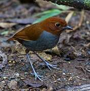 Bicolored Antpitta