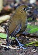 Brown-banded Antpitta