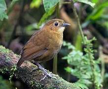 Brown-banded Antpitta