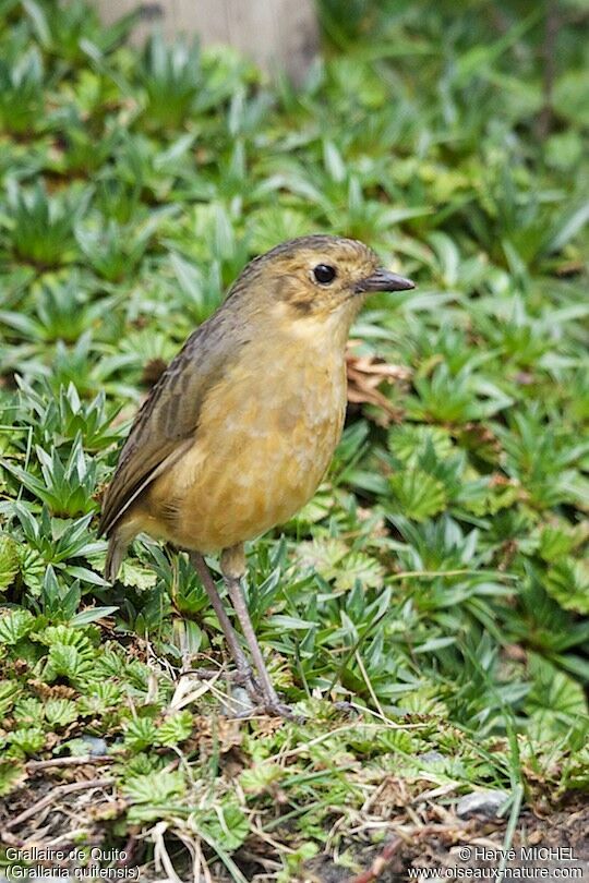 Tawny Antpitta