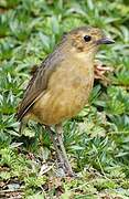 Tawny Antpitta