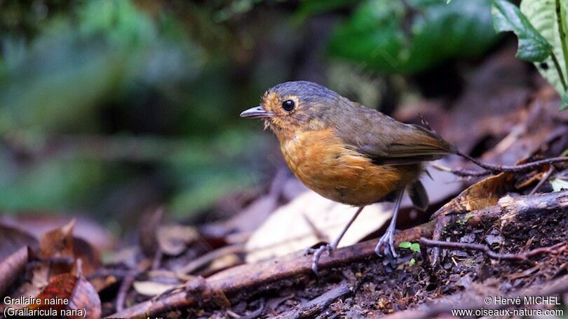 Slaty-crowned Antpitta