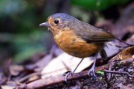 Slaty-crowned Antpitta