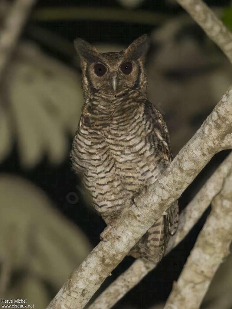 Grand-duc à aigrettesadulte, identification