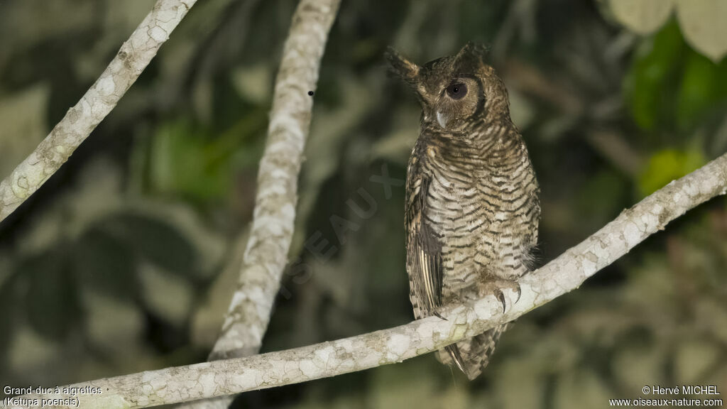 Fraser's Eagle-Owl