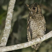 Fraser's Eagle-Owl