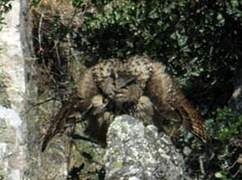 Eurasian Eagle-Owl