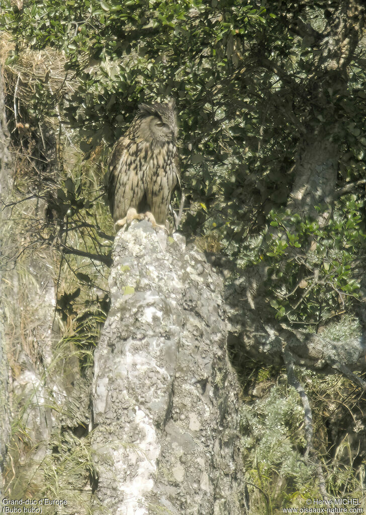 Eurasian Eagle-Owl