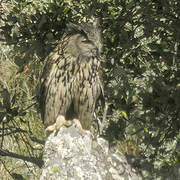 Eurasian Eagle-Owl