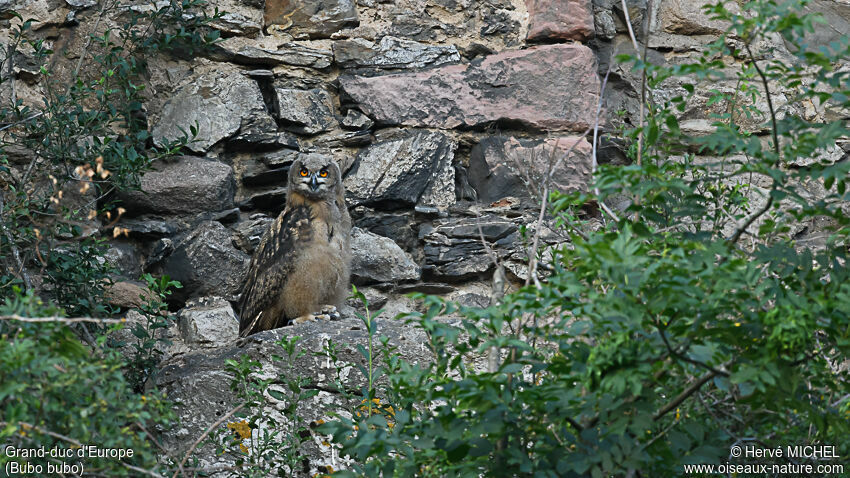 Eurasian Eagle-OwlPoussin