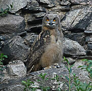 Eurasian Eagle-Owl